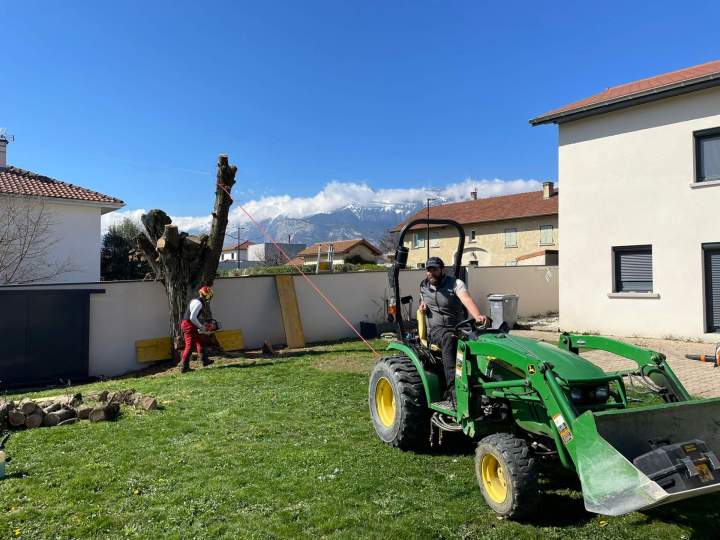 Abattage d'arbre champagnier